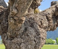 Aesculus hippocastanum - Witte paardenkastanje -  dode dakboom