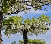 Wisteria brachybotrys 'Shiro Kapitan' - Witte regen - 2