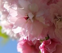 Prunus serrulata  'Pink Perfection' - Japanse sierkers 'Pink Perfection' - 1