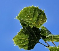 Tilia henryana - Chinese linde - 1