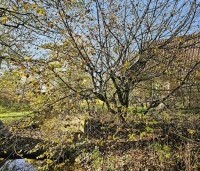 Cornus mas - Gele kornoelje - 4