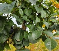Chionanthus retusus - Sneeuwvlokkenboom - 1