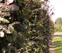 Fagus sylv. 'Atropunicea' blokvorm