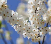 Halesia Carolina in volle bloei