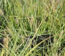 Pennisetum Little Bunny