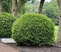 Taxus baccata - Venijnboom - 4