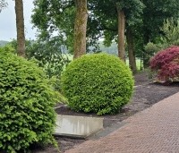 Taxus baccata - Venijnboom - 3