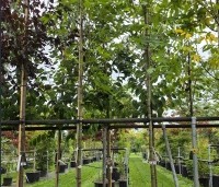 Platanus orientalis 'Minaret' - Oosterse plataan  'Minaret' - 2