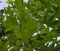 Platanus orientalis 'Minaret' - Oosterse plataan  'Minaret' - 3