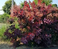 Cotinus dummeri Grace - Pruikenboom - 3