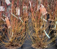 Cornus sanguinea 'Midwinter Fire' - Kornoelje 'Midwinter Fire' - C12 80-100 cm