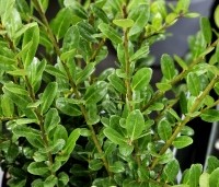 Ilex crenata 'Caroline Upright' - Japanse hulst - 3