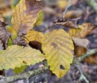 Carpinus betulus - Haagbeuk - 4