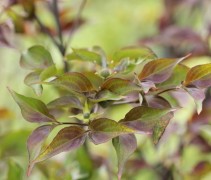Cornus kousa 'chinensis'