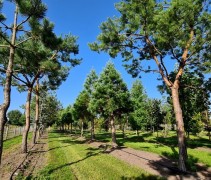 Pinus nigra en overige evergreens op de kwekerij van Ten Hoven Bomen in Apeldoorn