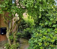 Corylus avellana 'Contorta' - Kronkelhazelaar - 1