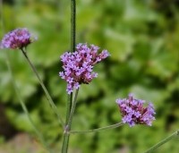 Verbena bonariensis - IJzerhard - 1