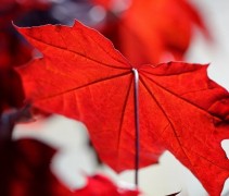 Acer platanoïdes 'Royal Red'