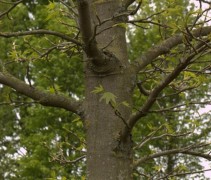 Liquidambar styraciflua 'Lane Roberts'