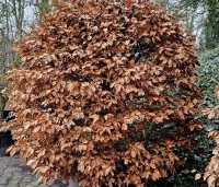 Fagus sylvatica - Groene beuk - 1