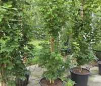 Acer campestre 'Green Column' - Zuilvormige veldesdoorn - 4