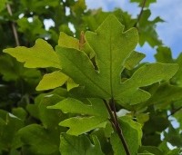 Acer campestre 'Green Column' - Zuilvormige veldesdoorn - 3