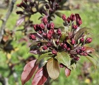 Malus 'Profusion' - Sierappel - 1