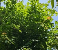 Acer cappadocicum 'Rubrum' - Kolchische esdoorn 'Rubrum' - 1