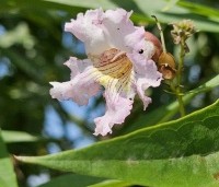 Chitalpa tashkentensis 'Pink Dawn' - Chitalpa - 7