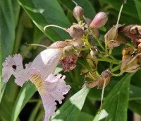Chitalpa tashkentensis 'Pink Dawn' - Chitalpa - 8
