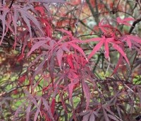 Acer palmatum 'Atrolineare' - Japanse esdoorn 'Atrolineare' - 2