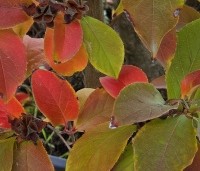 Stewartia rostrata - Schijncamelia - 5
