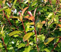 Photinia fraseri 'Red Robin'