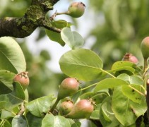 Pyrus communis 'Beurre Hardy' 