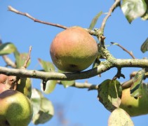 pyrus communis 'Zoete Brederode'