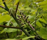 Gymnocladus dioica - Doodsbeenderenboom - 2