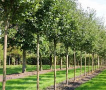 Malus domestica 'Ecolette' hoogstammen op de kwekerij in Apeldoorn zomer 2019