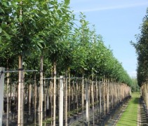 Prunus laur 'Novita' als haag op poten