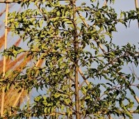 Prunus lusitanica 'Brenelia' - Portugese laurierkers 'Brenelia' - leirek winter