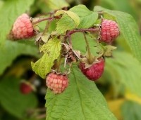 Rubus idaeus 'Autumn Bliss' - Framboos 'Autumn Bliss' - 1