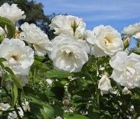 Rosa (F) Schneewittchen - Heesterroos 'Schneewittchen' - 2