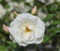 Rosa (F) Schneewittchen - Heesterroos 'Schneewittchen' - 1