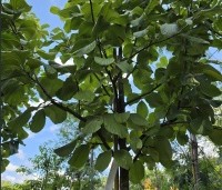 Sorbus 'Wardii' - grootbladige meelbes - 2