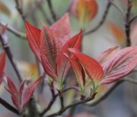 Cornus florida 'Sunset' - Veelbloemige kornoelje 'Sunset' - 1