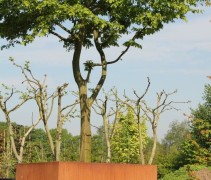 Carpinus betulus klimboom in CorTenstalen bak