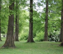 Metasequoia