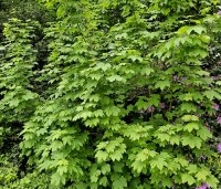 Acer pseudoplatanus - Gewone esdoorn - 1