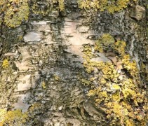 Betula pendula Royal Frost