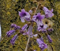 paulownia tomentosa - paulownia tomentosa - bloei april 2024