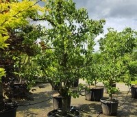 Pyrus com. 'Conference' - Pyrus com. 'Conference' - juni Zuidplein THB